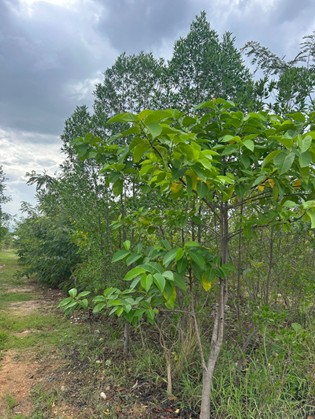 Biodiversity Protection